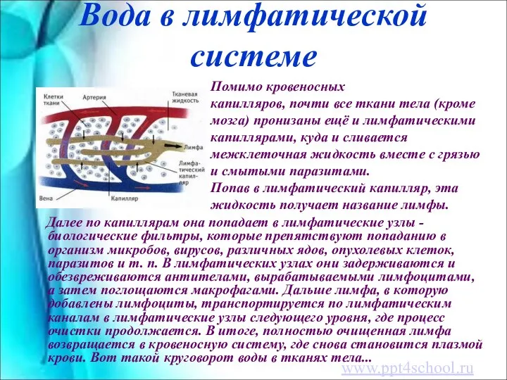 Вода в лимфатической системе Далее по капиллярам она попадает в лимфатические