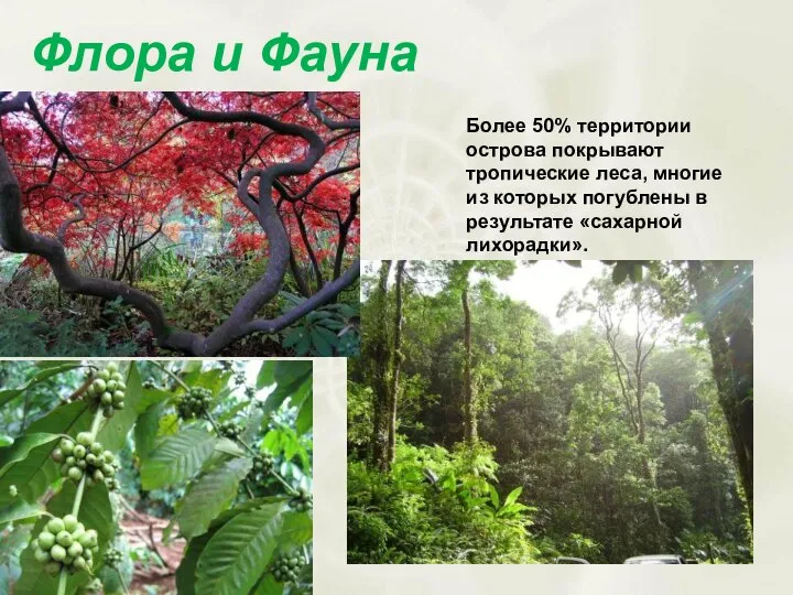 Флора и Фауна Более 50% территории острова покрывают тропические леса, многие