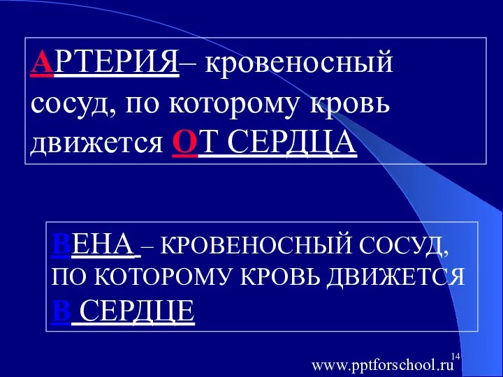 АРТЕРИЯ– кровеносный сосуд, по которому кровь движется ОТ СЕРДЦА ВЕНА –