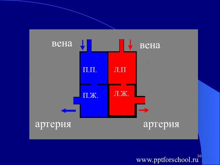 П.П. П.Ж. Л.П Л.Ж. вена вена артерия артерия www.pptforschool.ru