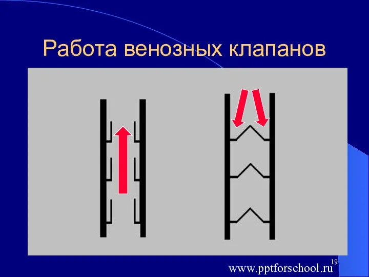 Работа венозных клапанов www.pptforschool.ru