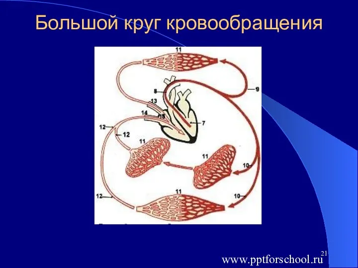 Большой круг кровообращения www.pptforschool.ru