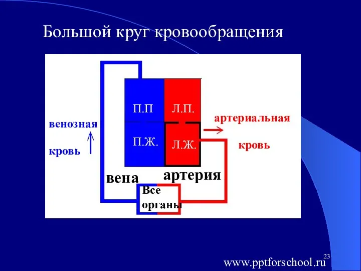 Большой круг кровообращения П.П П.Ж. Л.П. Л.Ж. Все органы артерия вена артериальная кровь венозная кровь www.pptforschool.ru