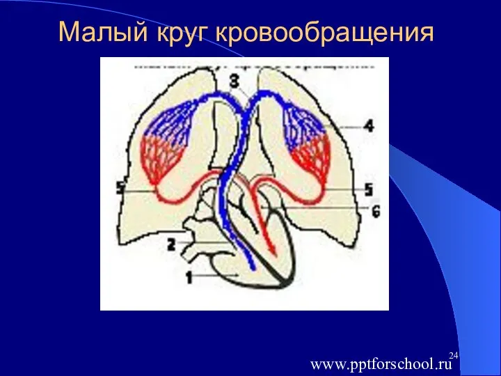 Малый круг кровообращения www.pptforschool.ru