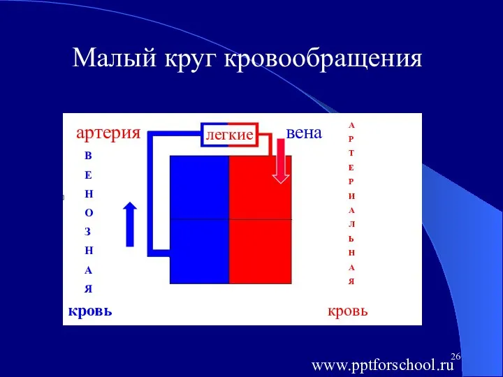 Малый круг кровообращения легкие вена А Р Т Е Р И