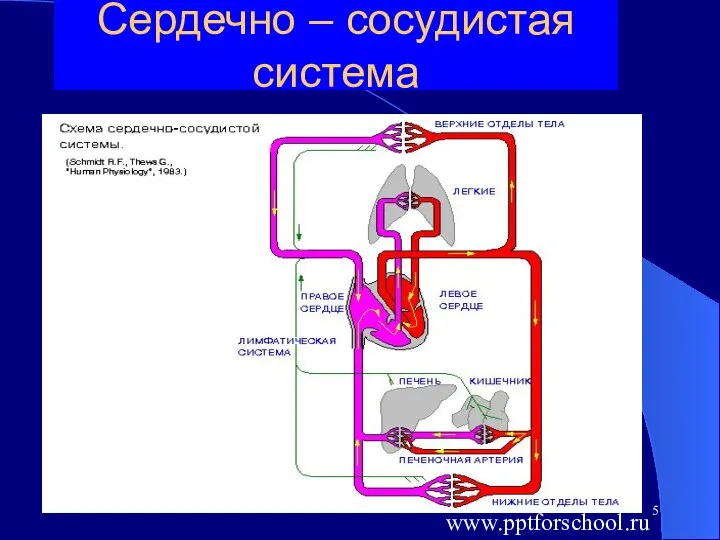 Сердечно – сосудистая система www.pptforschool.ru