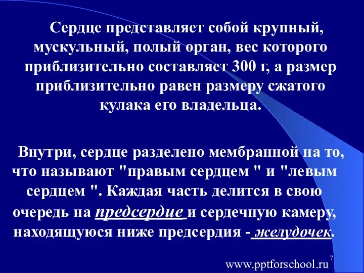 Сердце представляет собой крупный, мускульный, полый орган, вес которого приблизительно составляет