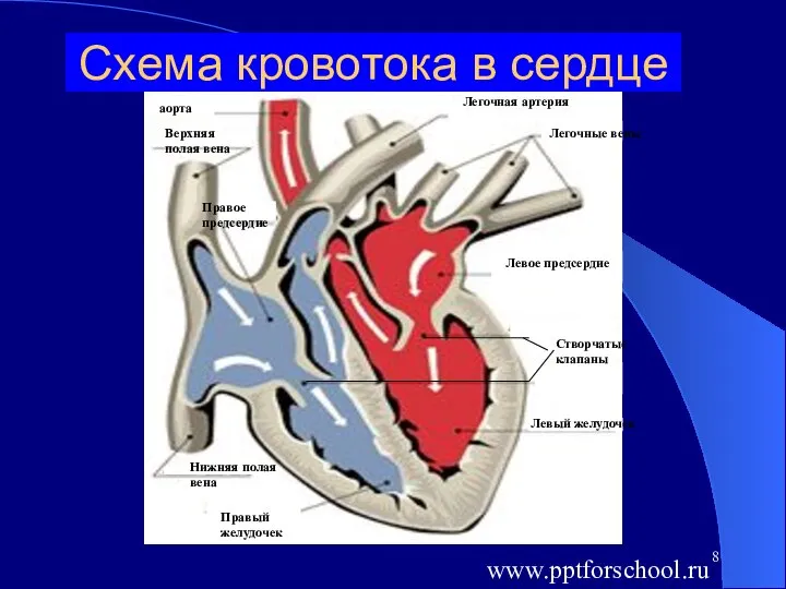 Схема кровотока в сердце Левый желудочек Левое предсердие Легочные вены Легочная