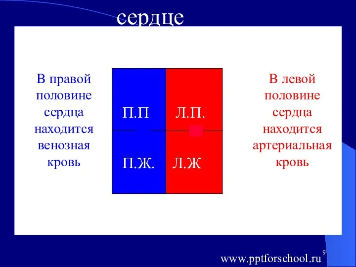 сердце П.П Л.П. П.Ж. Л.Ж В левой половине сердца находится артериальная