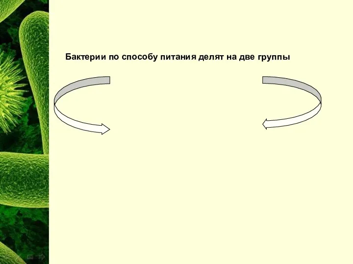 Бактерии по способу питания делят на две группы