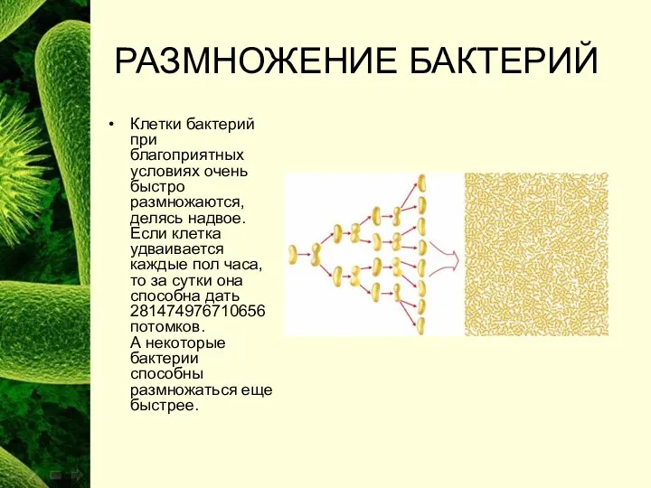 РАЗМНОЖЕНИЕ БАКТЕРИЙ Клетки бактерий при благоприятных условиях очень быстро размножаются, делясь