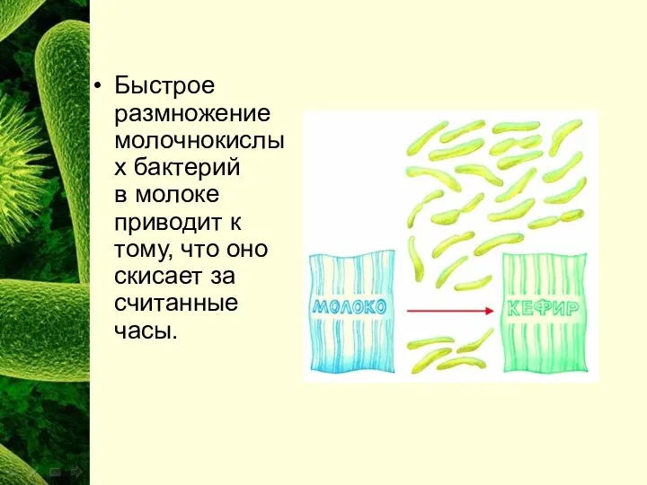 Быстрое размножение молочнокислых бактерий в молоке приводит к тому, что оно скисает за считанные часы.