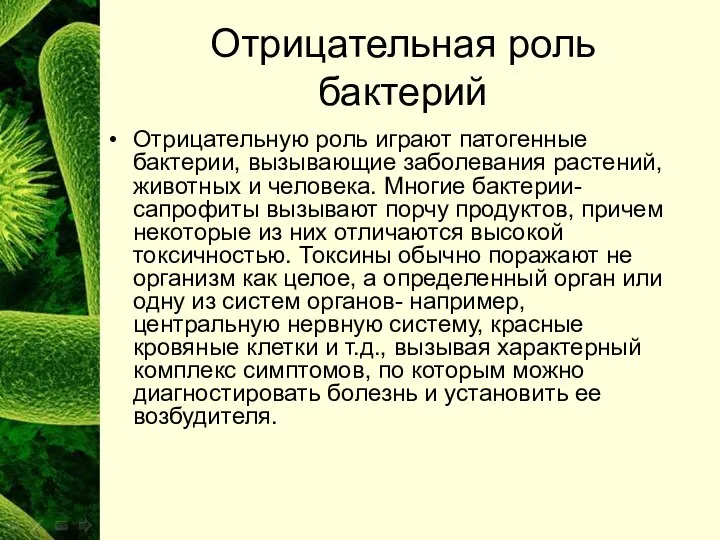 Отрицательная роль бактерий Отрицательную роль играют патогенные бактерии, вызывающие заболевания растений,