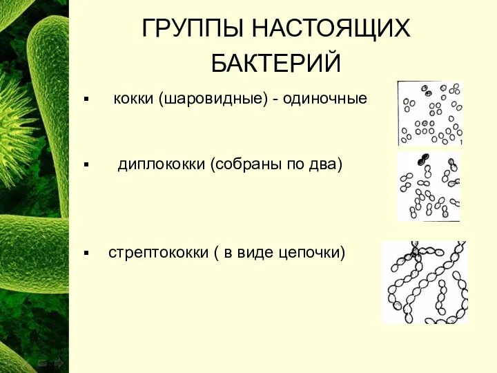 ГРУППЫ НАСТОЯЩИХ БАКТЕРИЙ кокки (шаровидные) - одиночные диплококки (собраны по два) стрептококки ( в виде цепочки)