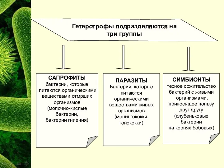 Гетеротрофы подразделяются на три группы САПРОФИТЫ бактерии, которые питаются органическими веществами