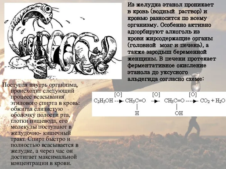 Поступая внутрь организма, происходит следующий процесс всасывания этилового спирта в кровь: