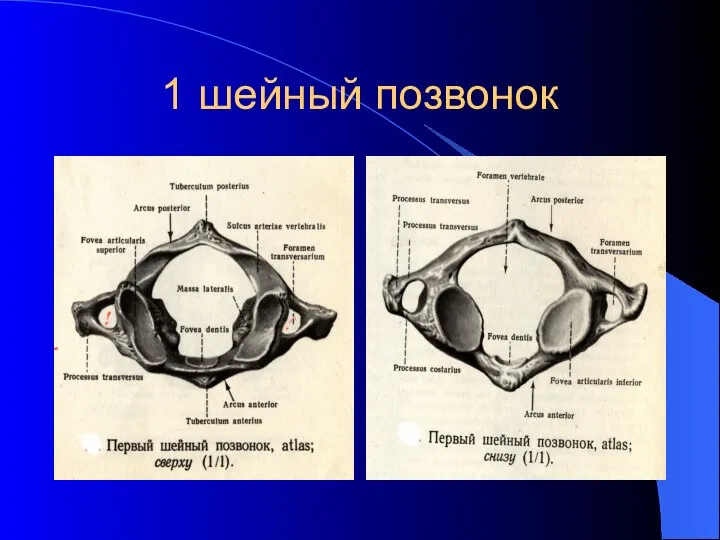1 шейный позвонок