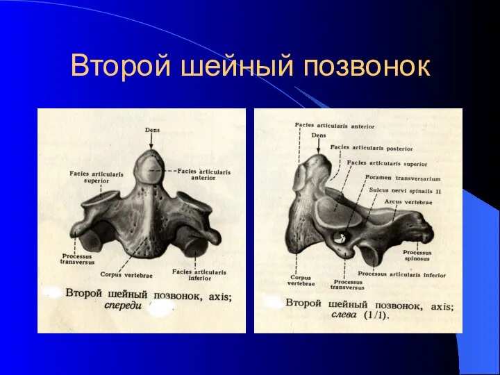 Второй шейный позвонок