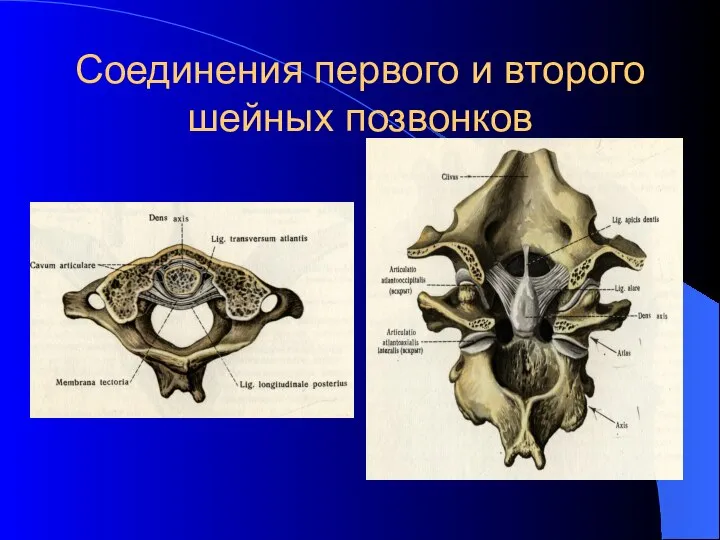 Соединения первого и второго шейных позвонков