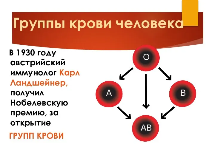 Группы крови человека В 1930 году австрийский иммунолог Карл Ландшейнер, получил