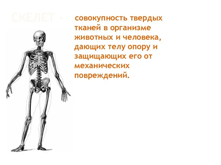 СКЕЛЕТ - совокупность твердых тканей в организме животных и человека, дающих