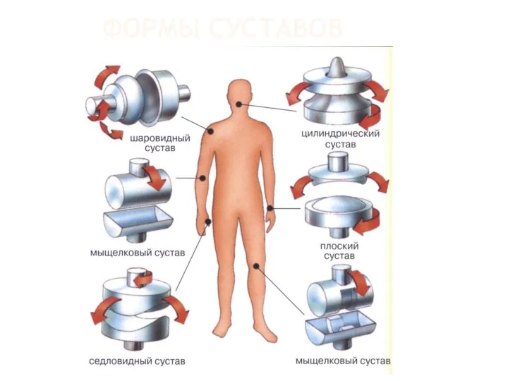 ФОРМЫ СУСТАВОВ