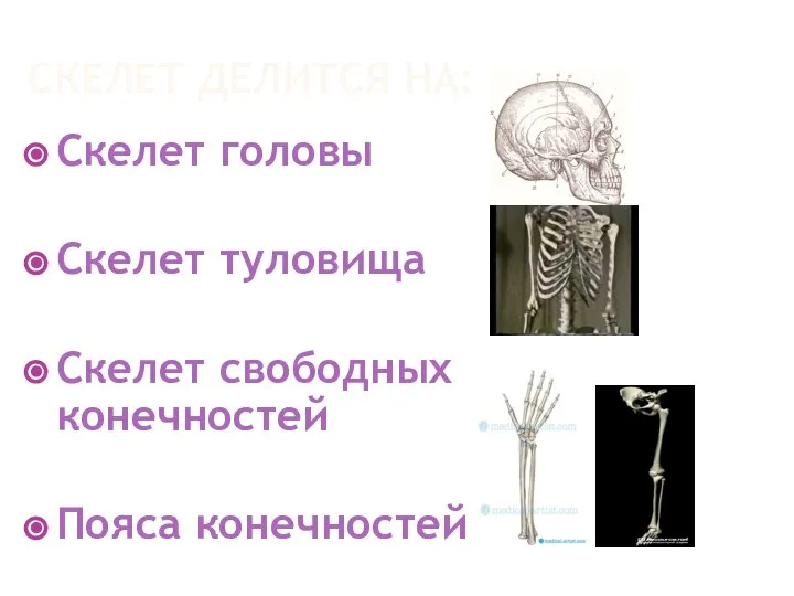 СКЕЛЕТ ДЕЛИТСЯ НА: Скелет головы Скелет туловища Скелет свободных конечностей Пояса конечностей