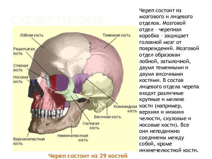 СКЕЛЕТ ГОЛОВЫ: Череп состоит из 29 костей Череп состоит из мозгового