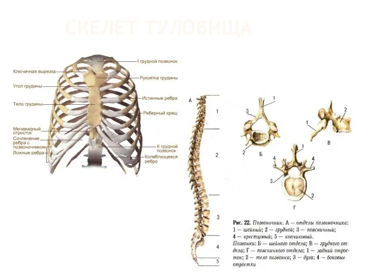 СКЕЛЕТ ТУЛОВИЩА