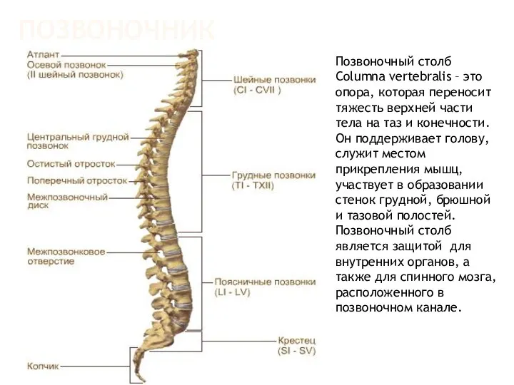 ПОЗВОНОЧНИК Позвоночный столб Columna vertebralis – это опора, которая переносит тяжесть