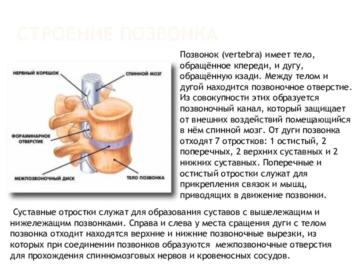 СТРОЕНИЕ ПОЗВОНКА Позвонок (vertebra) имеет тело, обращённое кпереди, и дугу, обращённую