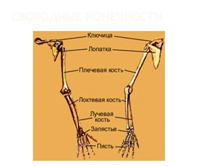 СВОБОДНЫЕ КОНЕЧНОСТИ