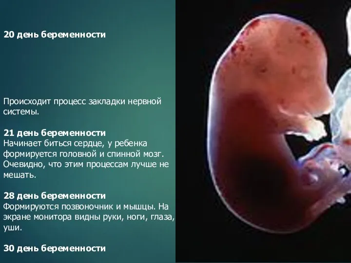 20 день беременности Происходит процесс закладки нервной системы. 21 день беременности