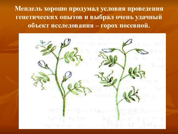 Мендель хорошо продумал условия проведения генетических опытов и выбрал очень удачный объект исследования – горох посевной.