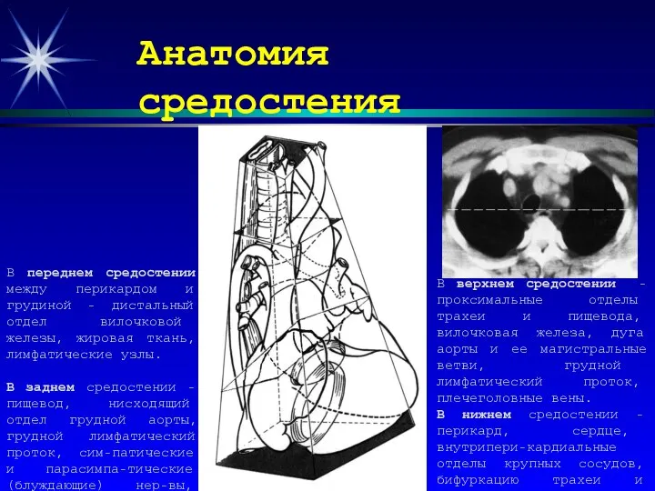 Анатомия средостения В переднем средостении между перикардом и грудиной - дистальный