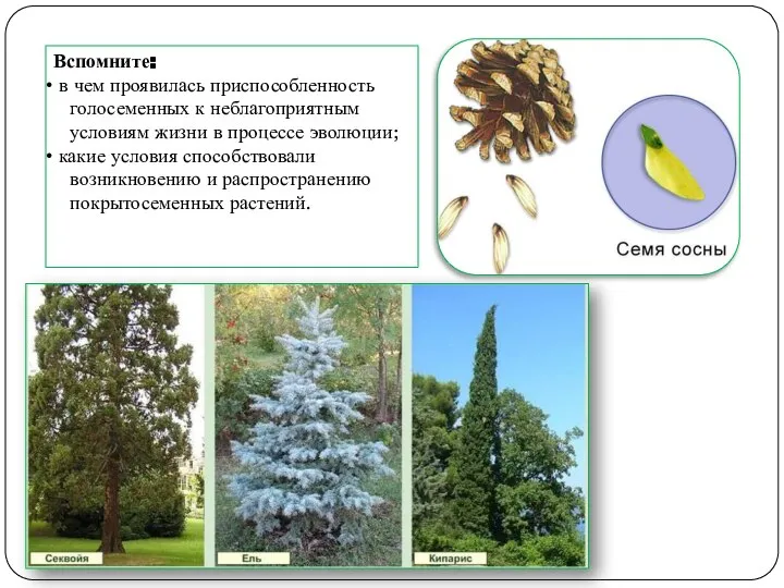 Вспомните: в чем проявилась приспособленность голосеменных к неблагоприятным условиям жизни в
