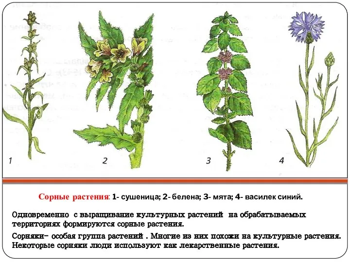 Сорные растения: 1- сушеница; 2- белена; 3- мята; 4- василек синий.