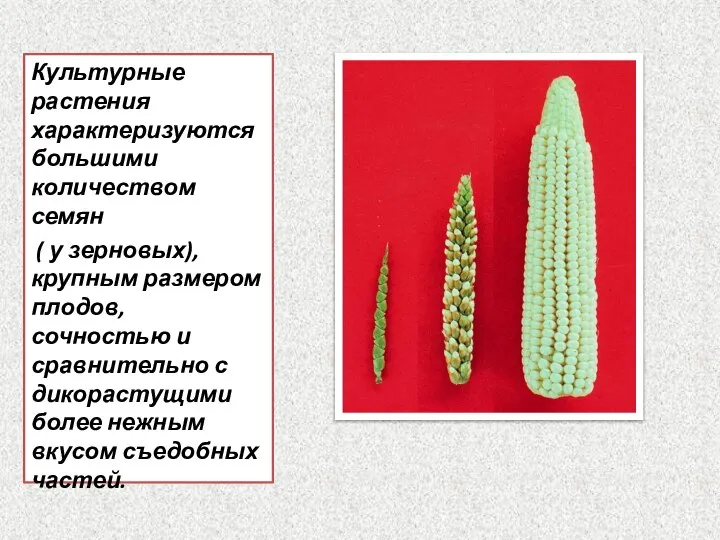 Культурные растения характеризуются большими количеством семян ( у зерновых), крупным размером