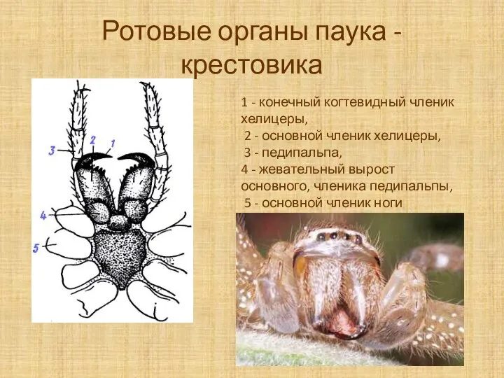 Ротовые органы паука - крестовика 1 - конечный когтевидный членик хелицеры,