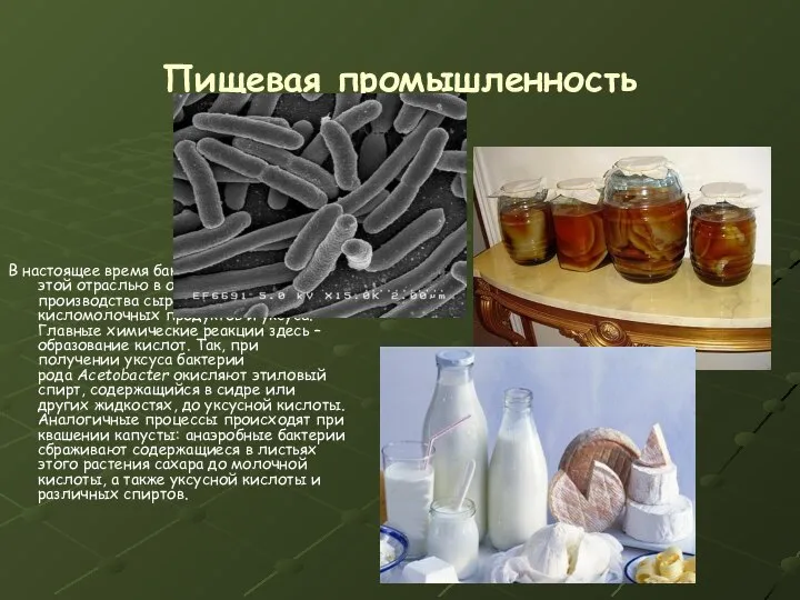 Пищевая промышленность В настоящее время бактерии применяются этой отраслью в основном
