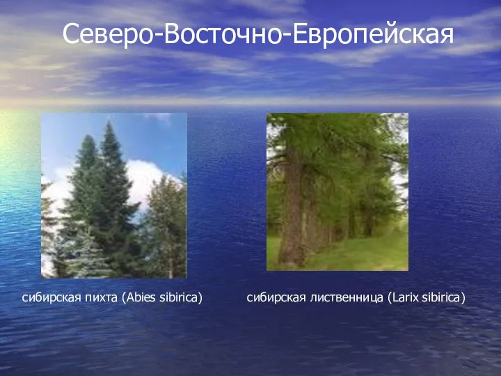 Северо-Восточно-Европейская сибирская пихта (Abies sibirica) сибирская лиственница (Larix sibirica)