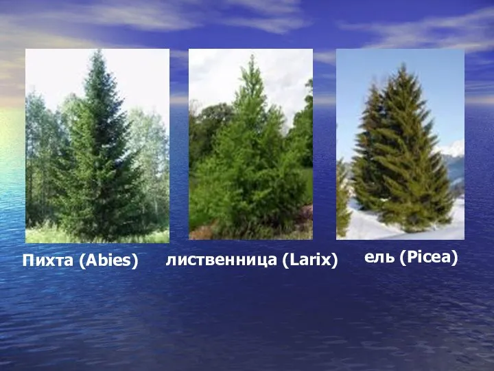 ель (Picea) Пихта (Abies) лиственница (Larix)