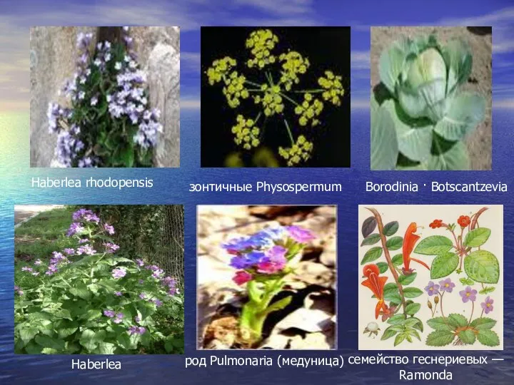 Borodinia · Botscantzevia Haberlea rhodopensis зонтичные Physospermum род Pulmonaria (медуница) семейство геснериевых — Ramonda Haberlea