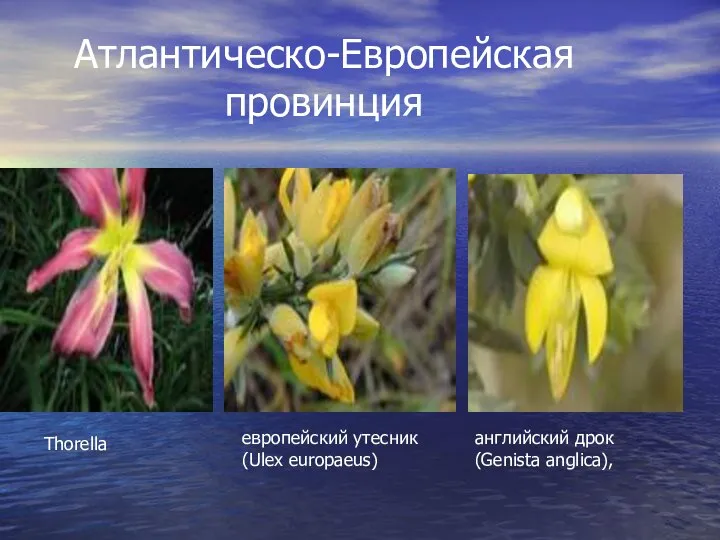 Атлантическо-Европейская провинция Thorella европейский утесник (Ulex europaeus) английский дрок (Genista anglica),