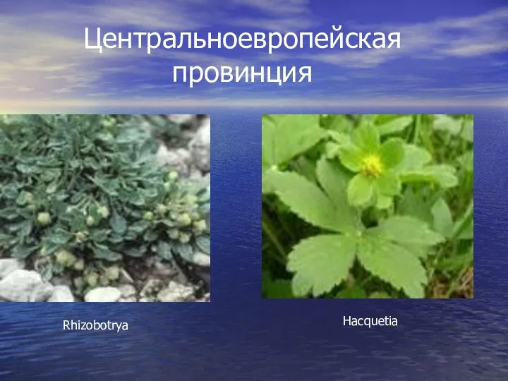 Центральноевропейская провинция Rhizobotrya Hacquetia