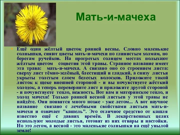 Мать-и-мачеха Ещё один жёлтый цветок ранней весны. Словно маленькие солнышки, сияют