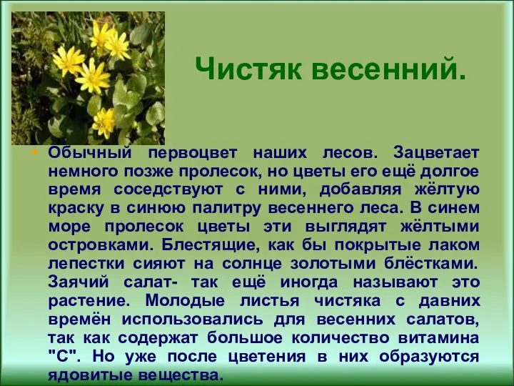 Чистяк весенний. Обычный первоцвет наших лесов. Зацветает немного позже пролесок, но