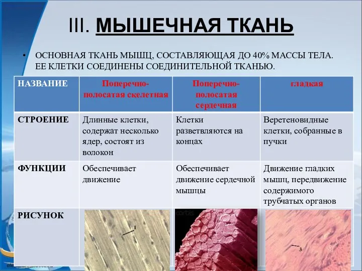 III. МЫШЕЧНАЯ ТКАНЬ ОСНОВНАЯ ТКАНЬ МЫШЦ, СОСТАВЛЯЮЩАЯ ДО 40% МАССЫ ТЕЛА. ЕЕ КЛЕТКИ СОЕДИНЕНЫ СОЕДИНИТЕЛЬНОЙ ТКАНЬЮ.