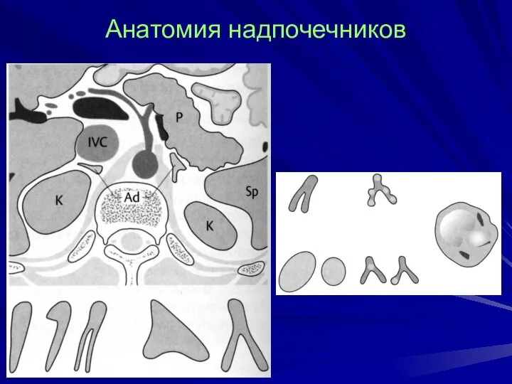 Анатомия надпочечников