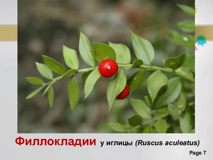 Филлокладии у иглицы (Ruscus aculeatus)